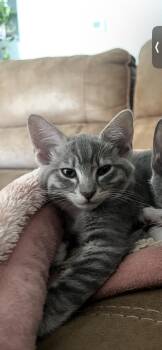Rescue Domestic Short Hair Cats for Adoption in Stockton, California - Lillie INDOOR ONLY | PetCurious