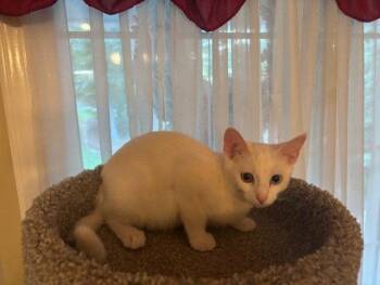 Snowflake -  Domestic Short Hair Cat for Adoption in Fayetteville, Georgia - Snowflake | PetCurious