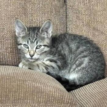 Cash 341 -  Domestic Short Hair Cat for Adoption in Kansas City, Missouri - Cash 341 | PetCurious