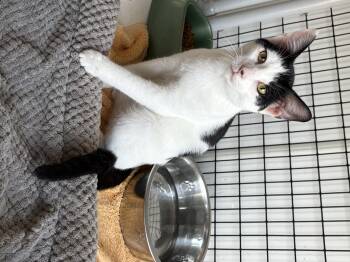 Rescue Domestic Short Hair Cats for Adoption in Black River Falls, Wisconsin - Oreo | PetCurious