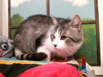 Domestic Short Hair Cats Available for Adoption in Houston, Texas - LEEL | PetCurious