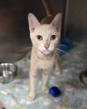 Domestic Short Hair Cats Available for Adoption in Westland, Michigan - Peach Crumble | PetCurious