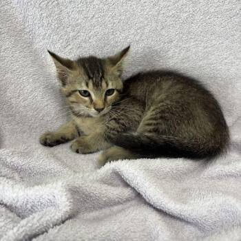 Mercedes -  Domestic Short Hair Cat for Adoption in Valdosta, Georgia - Mercedes | PetCurious