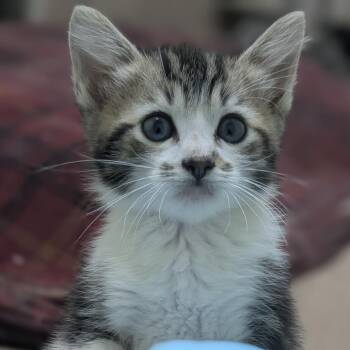 Angus -  Domestic Short Hair Cat for Adoption in Raleigh, North Carolina - Angus | PetCurious