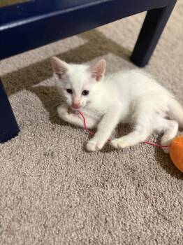 Professor Utonium -  Domestic Short Hair Cat for Adoption in Tracy, California - Professor Utonium | PetCurious
