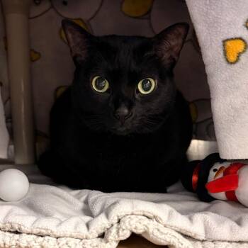 Hazel -  Domestic Short Hair Cat for Adoption in Greenville, South Carolina - Hazel | PetCurious