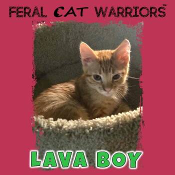 Lava Boy -  Domestic Short Hair Cat for Adoption in Kingman, Arizona - Lava Boy | PetCurious