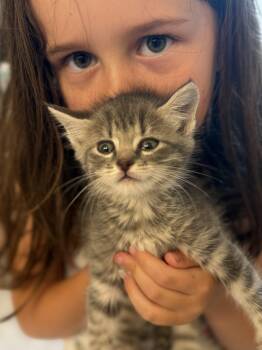 Rescue Domestic Short Hair Cats for Adoption in Pittsboro, North Carolina - The Office Kittens | PetCurious