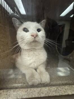 Rescue Domestic Short Hair Cats for Adoption in Rancho Cucamonga, California - UNKNOWN | PetCurious