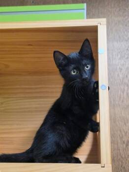 PING -  Domestic Short Hair Cat for Adoption in St. Peters, Missouri - PING | PetCurious