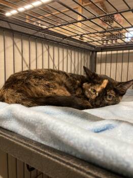 Millie -  Domestic Short Hair Cat for Adoption in Kankakee, Illinois - Millie | PetCurious