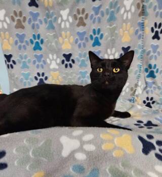 Tony -  Domestic Short Hair Cat for Adoption in Wabash, Indiana - Tony | PetCurious