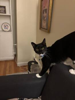 Pip -  Domestic Short Hair Cat for Adoption in Coatesville, Pennsylvania - Pip | PetCurious