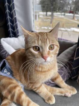 Rescue Domestic Short Hair Cats for Adoption in Grand Forks, North Dakota - MIRACLE | PetCurious
