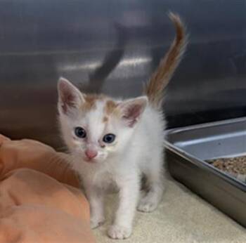 Rescue Domestic Medium Hair Cats for Adoption in Redlands, California - CLOUDI- IN FOSTER | PetCurious