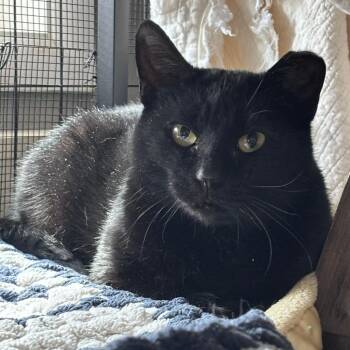 Domestic Short Hair Cats Available for Adoption - Sally C10553 | PetCurious
