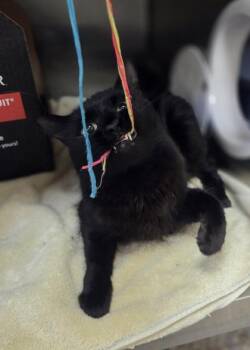 Blooper -  Domestic Medium Hair and Domestic Short Hair Cat for Adoption in Westland, Michigan - Blooper | PetCurious