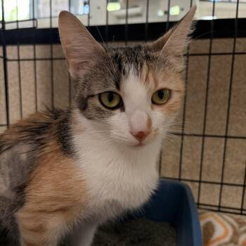 Rose -  Domestic Short Hair Cat for Adoption in Riverwoods, Illinois - Rose | PetCurious