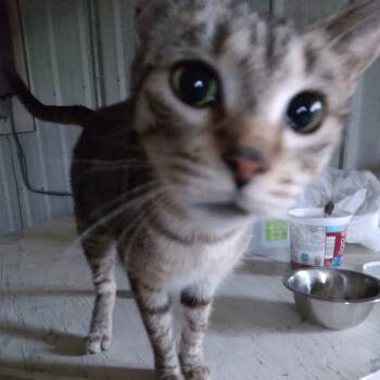 Rescue Domestic Short Hair Cats for Adoption in Rochester, Minnesota - Mom Cat | PetCurious