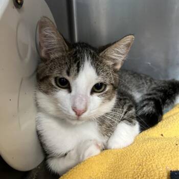 Dreamfyre -  Domestic Short Hair Cat for Adoption in Lakeland, Florida - Dreamfyre | PetCurious