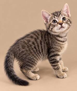 Ezra -  Domestic Short Hair Cat for Adoption in Trenton, New Jersey - Ezra | PetCurious