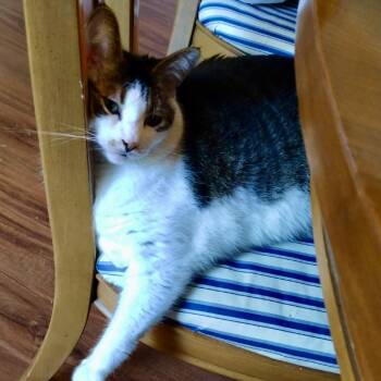 Louisa -  Domestic Short Hair Cat for Adoption in Lynchburg, Virginia - Louisa | PetCurious