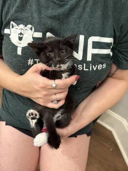 Footnote (Available for pre-adoption) -  Domestic Short Hair Cat for Adoption in Camden, South Carolina - Footnote (Available For Pre-adoption) | PetCurious