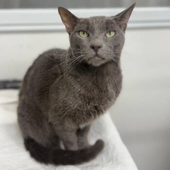 Domestic Short Hair Cats Available for Adoption - Leonardo | PetCurious