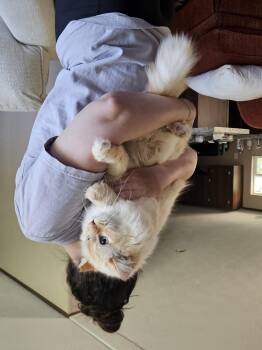 Tom -  Domestic Long Hair Cat for Adoption in Mount Pleasant, Texas - Tom | PetCurious