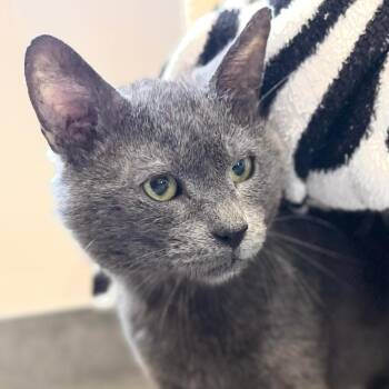 Baruch -  Domestic Short Hair Cat for Adoption in Port Washington, New York - Baruch | PetCurious