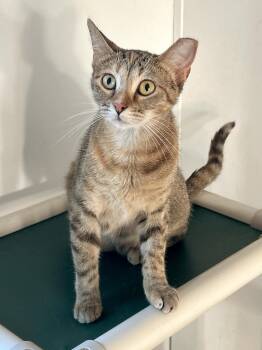 Venus -  Tabby and Calico Cat for Adoption in Lampasas, Texas - Venus | PetCurious