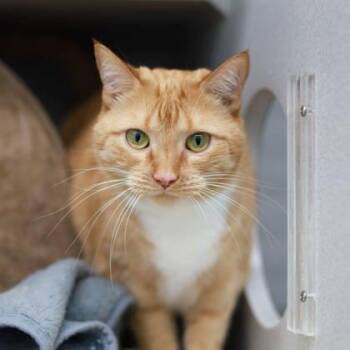 Domestic Short Hair Cats Available for Adoption - Serenity | PetCurious