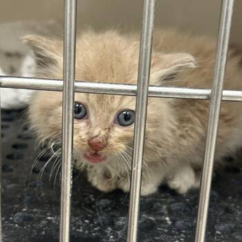 Puffball -  Domestic Short Hair Cat for Adoption in Auburn, Alabama - Puffball | PetCurious
