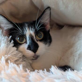Dee -  Domestic Short Hair Cat for Adoption in Sunnyvale, California - Dee | PetCurious