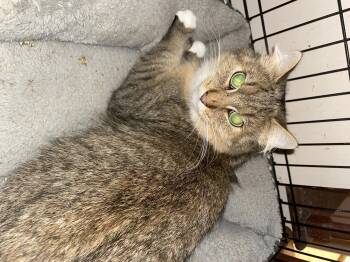 Rescue Maine Coon Cats for Adoption in Troy, New York - Sage | PetCurious