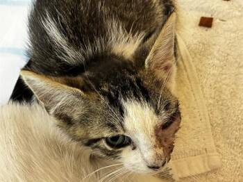 JACKSON -  Domestic Short Hair Cat for Adoption in Fort Lauderdale, Florida - JACKSON | PetCurious