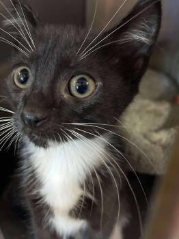 Rescue Domestic Short Hair and Tuxedo Cats for Adoption in Petersburg, Illinois - Bowtie | PetCurious