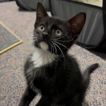 Zen -  Domestic Medium Hair Cat for Adoption in East Hanover, New Jersey - Zen | PetCurious