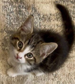 Domestic Short Hair Cats Available for Adoption in Las Vegas, Nevada - Nix | PetCurious