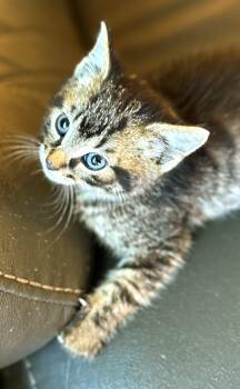 Rescue Domestic Medium Hair Cats for Adoption in Olean, New York - Pinky | PetCurious