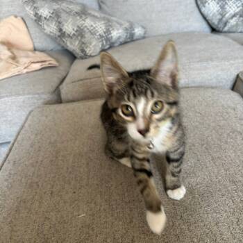 Rescue American Shorthair Cats for Adoption in Collinsville, Oklahoma - Blueberry | PetCurious