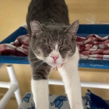 Tabby Cats Available for Adoption - Rizzo - Social & Sweet | PetCurious