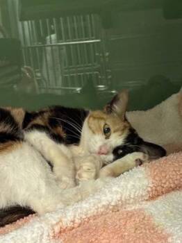 Marcella -  Domestic Short Hair Cat for Adoption in Fort Worth, Texas - Marcella | PetCurious