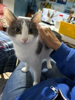 Rescue Domestic Short Hair Cats for Adoption in Libertyville, Illinois - Peggy | PetCurious