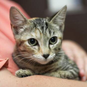 Holly -  Domestic Short Hair Cat for Adoption in Versailles, Kentucky - Holly | PetCurious