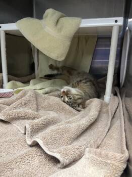 STRIPES -  Domestic Medium Hair and Domestic Short Hair Cat for Adoption in Omaha, Nebraska - STRIPES | PetCurious