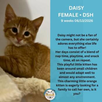 Daisy -  Domestic Short Hair Cat for Adoption in Clive, Alberta - Daisy | PetCurious