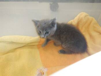 SKYLER -  Domestic Short Hair Cat for Adoption in San Jose, California - SKYLER | PetCurious