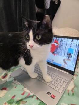Domestic Short Hair Cats Available for Adoption in Kansas City, Missouri - Ms Midwest Emo | PetCurious