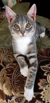 Tinkerbell -  Domestic Short Hair Cat for Adoption in San Tan Valley, Arizona - Tinkerbell | PetCurious